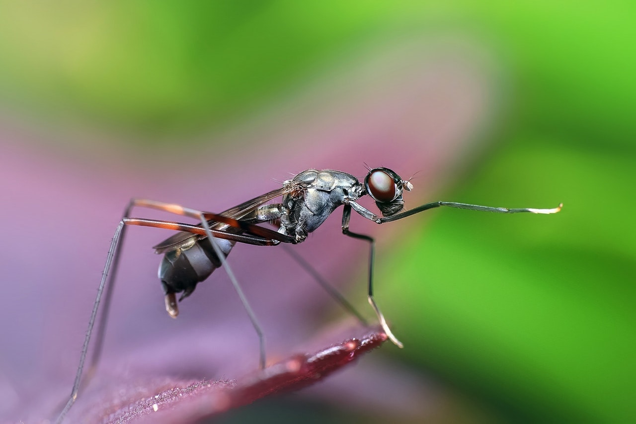 How To Keep Bugs Away From The House